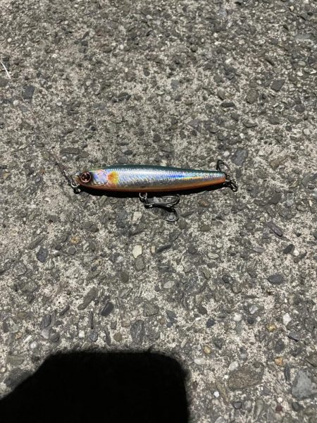 シーバス 40cm位