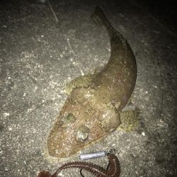 スイングインパクトでガシラ&マゴチGET