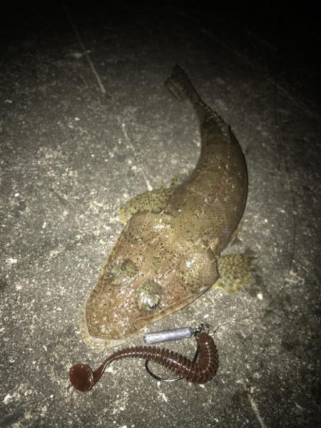 スイングインパクトでガシラ&マゴチGET