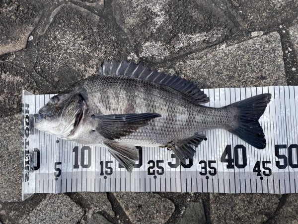 イチノ兄弟(兄)釣果!