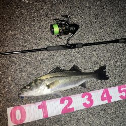 円山川シーバス