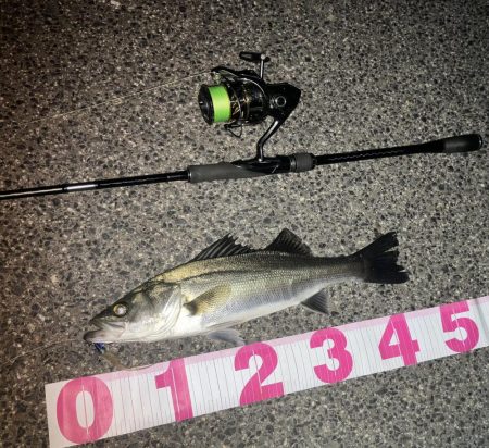 円山川シーバス