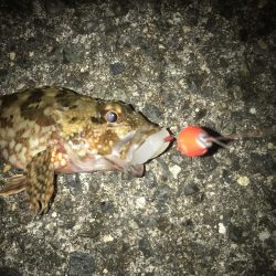 ブラクリ&イカ短冊でガシラ5匹GET