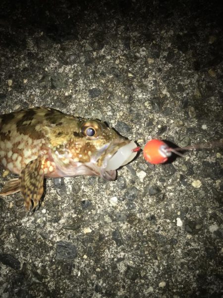 ブラクリ&イカ短冊でガシラ5匹GET