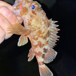 メバリングのつもりがガシリング