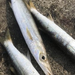 ダイソージグでカマスGET