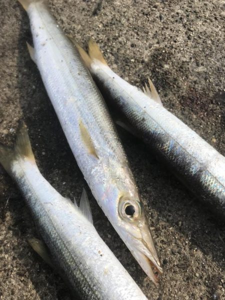 ダイソージグでカマスGET