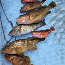 レンタルボートでアコウ