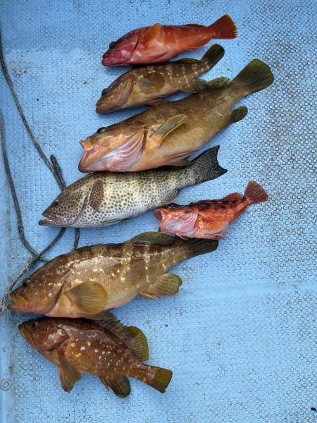 レンタルボートでアコウ