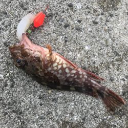 デイゲームでガシラ釣り