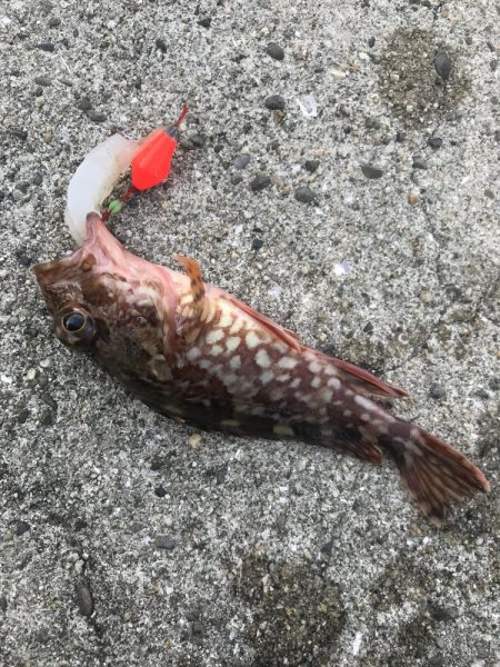 デイゲームでガシラ釣り