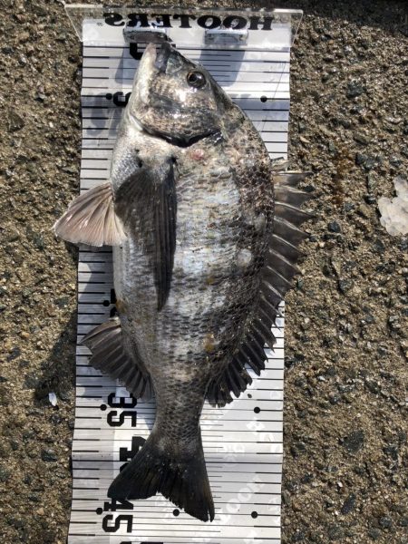 イチノ兄弟（兄）釣果！