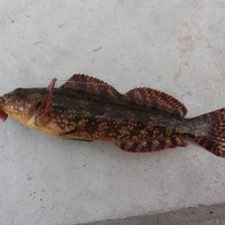 釣り初めはクジメでした