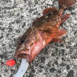 ブラクリ&イカ短冊でガシラ釣り