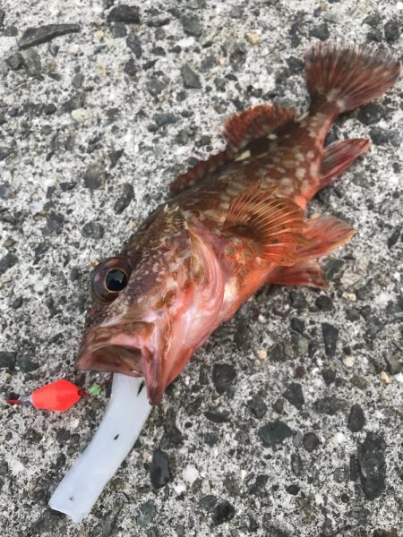 ブラクリ&イカ短冊でガシラ釣り