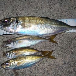 まだいける！終盤戦の尺アジ狙い