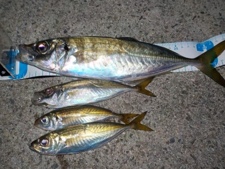 まだいける！終盤戦の尺アジ狙い