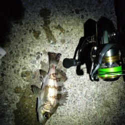 満月はアカンの？