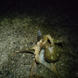 久々のシーバス