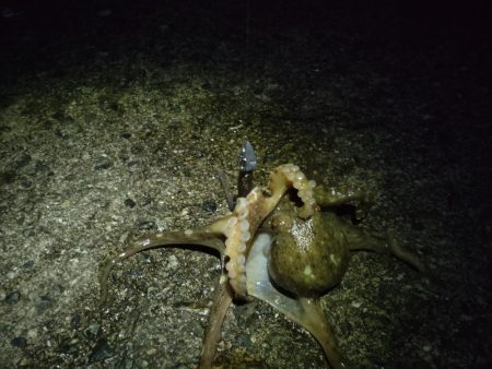 久々のシーバス