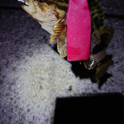 今年初釣り、渋々メバリング