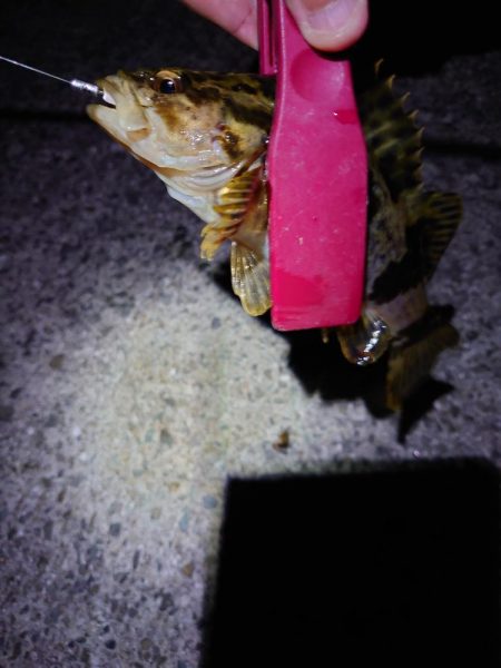 今年初釣り、渋々メバリング