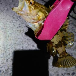 風も弱いのでメバリング