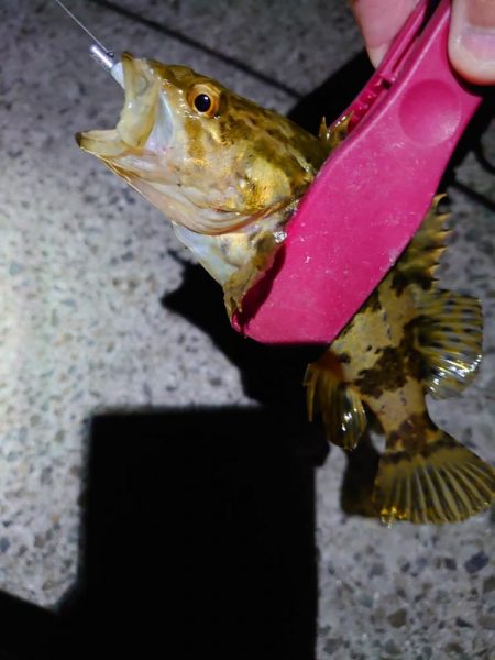 風も弱いのでメバリング