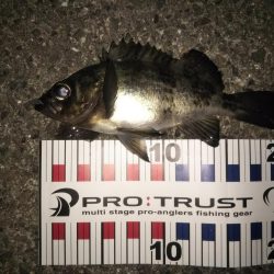 やっぱり月夜はダメ！