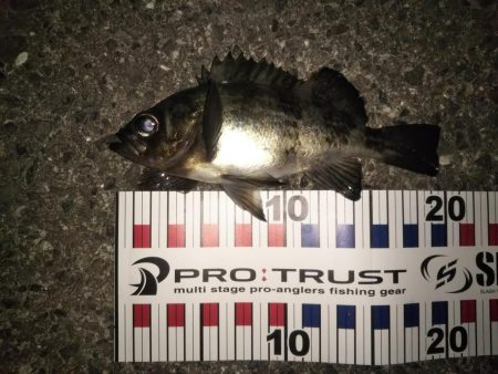 やっぱり月夜はダメ！