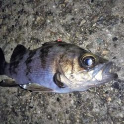 それでも月夜はダメ?