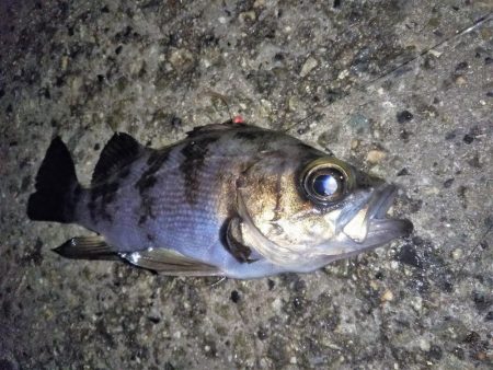 それでも月夜はダメ?