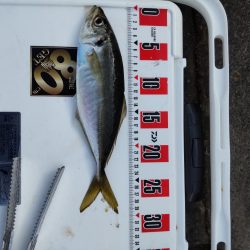 大サバ狙いで大サバと尺鯵！