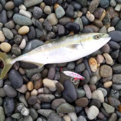 ショアジギング