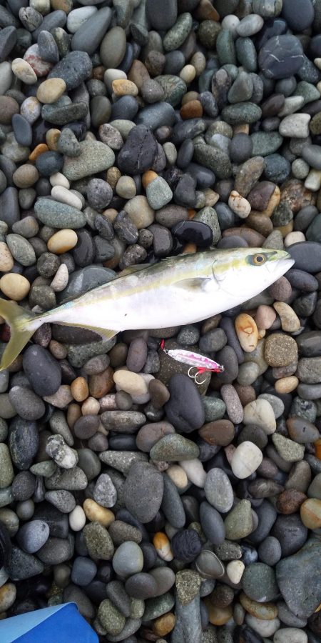 ショアジギング