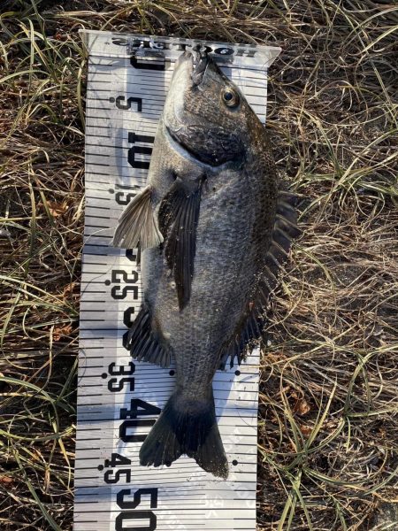 イチノ兄弟（兄）釣果！