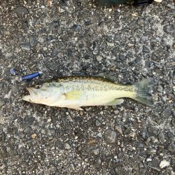 南湖調査→北湖で小バス