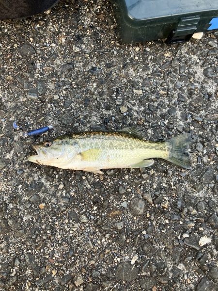 南湖調査→北湖で小バス