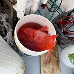 和歌山沖深海釣り