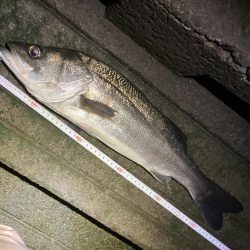 今年もよろしく