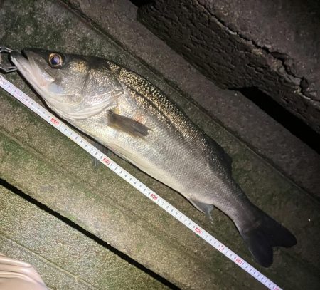 今年もよろしく