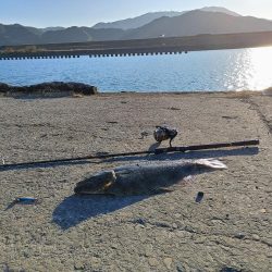 ヒラメと太刀魚