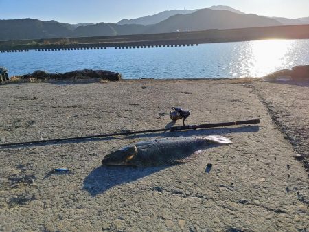 ヒラメと太刀魚