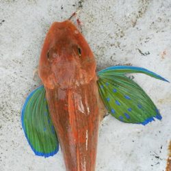 巨アマにレンコ爆