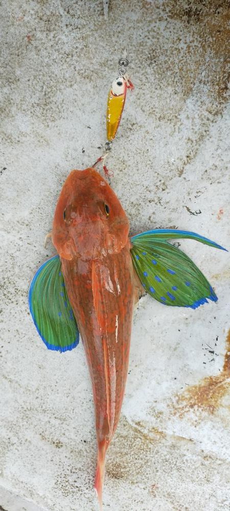 巨アマにレンコ爆