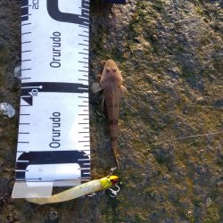 1月　ようやく釣れた