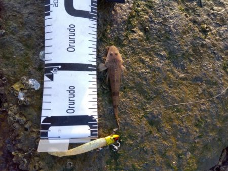 1月　ようやく釣れた