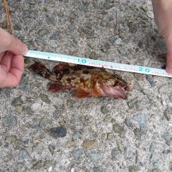 メバルと、ガシラ