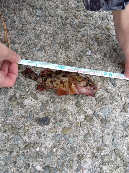 メバルと、ガシラ