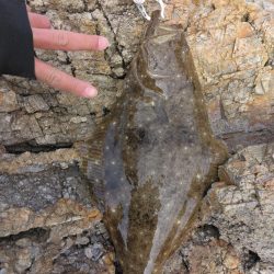 釣り初めでヒラメ5枚
